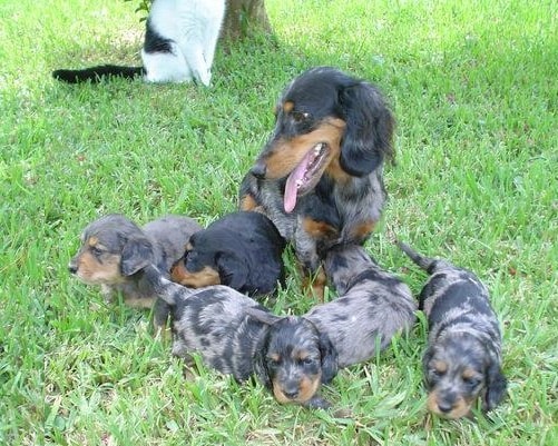 Dachshund Pictures, Photos of Dachshunds